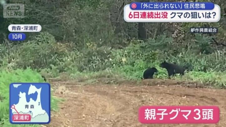 青森県内の畑に現れた3頭の親子グマ
