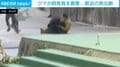 「クマが飼育員を襲撃」必死に抵抗する男性…カメラが捉えた“緊迫の救出劇” 中国