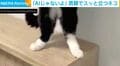 猫の常識を超えた？外から人の気配→“AI”のような行動をする姿に「可愛すぎて悶絶」「中に人が入ってる」など反響