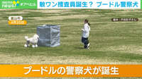 【映像】富山県初の“プードル警察犬”・海ちゃん