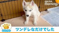 【映像】ツンデレな甘え方をするハスキー子犬