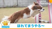 【映像】“犬命救助”するため犬がプールに飛び込む瞬間