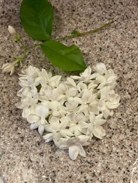 キャシー中島『マーゴ達は夏祭りに』