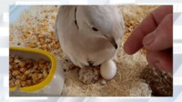 【映像】メスのハト1匹が産んだ卵からヒナが“ふ化”する瞬間