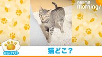 【映像】スマートスピーカーの猫マネに反応する猫