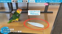 【映像】インコが見せた面白リアクション