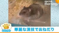 大好物が目の前に! ハムスターが5回連続“バク転”で猛アピール