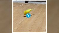 「乗り物」を手に入れたインコ