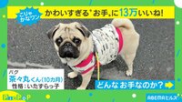 【映像】こりゃかなワン…可愛すぎる“犬のお手”