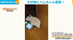 瓶の中に大好物を見つけたハムスターがフタ開けに挑戦！ 不可能のはずが"予想外の結末"で飼い主大慌て