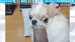 普段はかわいらしいチワワが…大好きなさつまいもを目の前に豹変「おいもぉ、くれぇ！」バキバキにキマった表情でかぶりつく様子がおもしろすぎると反響