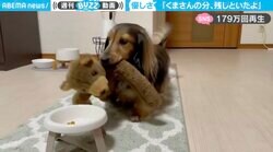 “おままごと”をする犬が見せた優しさ溢れる行動に「カワイイがカワイイのためにカワイイことしてる」の声