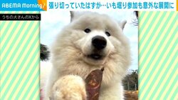 芋掘りのやる気はどこへ? 満面の笑みで参加する犬→“意外な展開”に… 飼い主「お邪魔でした！」