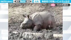 無邪気に土を掘るインドサイの子どもが、SNSで話題！「ぴょこぴょこ動くのがかわいい」「小さくても『重装甲』な感じ」