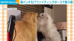 ファイティングポーズで戦う猫!? 一瞬の隙を狙って“猫パンチ”をする姿が話題