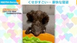 「くせがすごい…」へそ天で頭だらーん 犬の“ユニークな寝姿”が話題