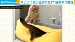 バナナに吸い込まれるネコ→目撃したもう1匹のネコの動揺する姿に飼い主爆笑「行き場のない“あんよ”の動き」