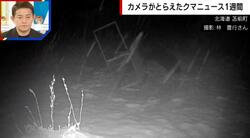 推定400キロの巨大クマ、箱ワナをなぎ倒す衝撃の一部始終 “仕掛け”を狙った行動か