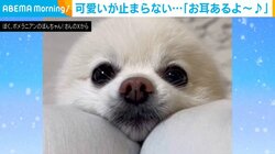 まるで赤ちゃんアザラシ!? 耳をピョコっと見せるポメラニアンの姿に「可愛すぎてちょっと泣きそう」と反響