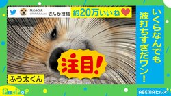 柴犬の舌が「いくらなんでも波打ちすぎ」 愛くるしい“珍現象”に飼い主ツッコミ