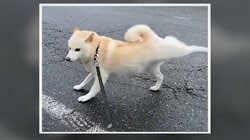 柴犬の“足ピーン”が「格ゲーみたいな技のキレ」 飼い主が明かした珍行動のワケ