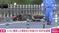 シカと衝突した男性をひき逃げか 60代女逮捕