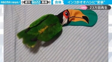 ぴぴたんママ　オニオオハシ、アオボウシ、オオバタン、コンゴウインコ Amazon.co.jp: とりさんのゆびわ オオハシ コンゴウインコ