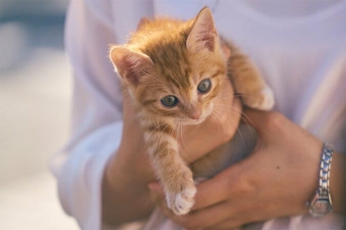 岩田剛典が愛くるしい子猫にメロメロ、思わずキスも…『パーフェクトワールド 君といる奇跡』子猫と戯れるメイキング映像解禁 2枚目