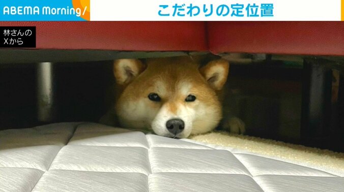 柴犬のあずきちゃん（5歳）