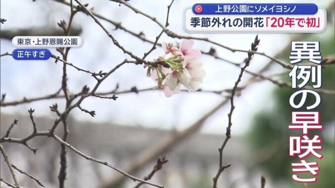 異例の早咲き
