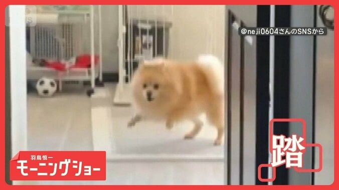 前脚で床ドンドン　地団太踏んでどうしたの？　全身で気持ちをアピールするワンちゃん 1枚目
