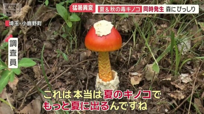 夏がシーズンのはずのタマゴタケ