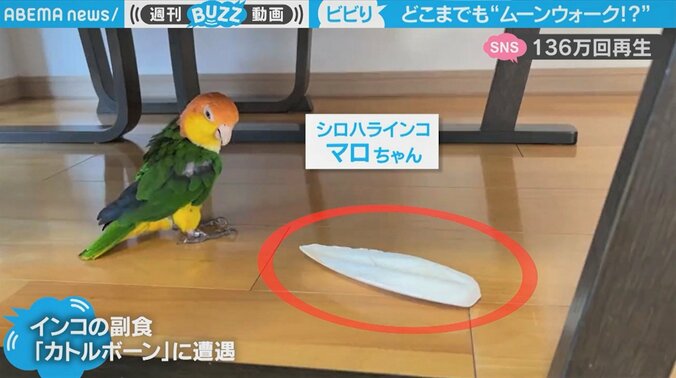 ビビったインコ、ムーンウォークで画面の彼方へ… 「巻き戻し動画に違いない」「ゲッツ＆ターン」面白リアクション映像が130万回超再生 1枚目