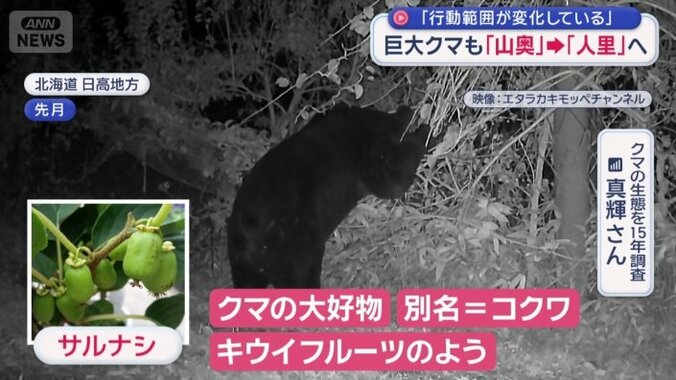 体長2m超のヒグマ