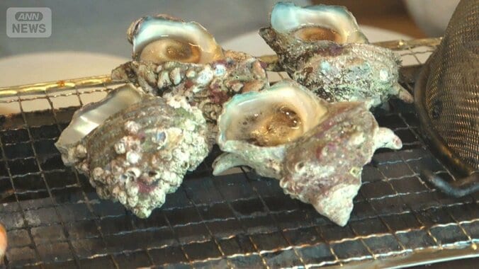 夏の味覚サザエが不漁　福井・若狭では水揚げ3分の1　海水温上昇でエサの海藻減る 1枚目
