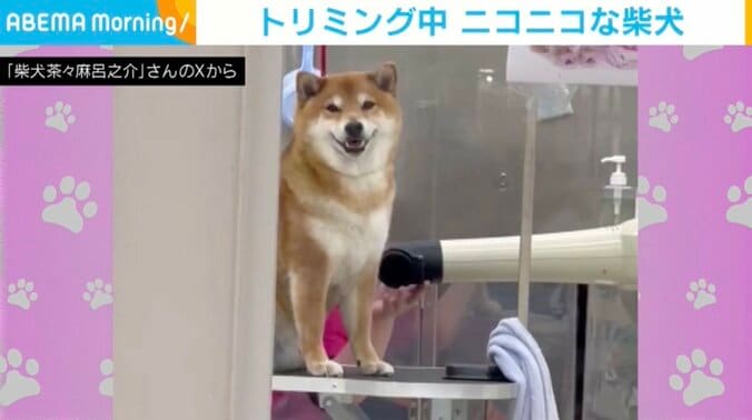 柴犬の茶々麻呂之介くん