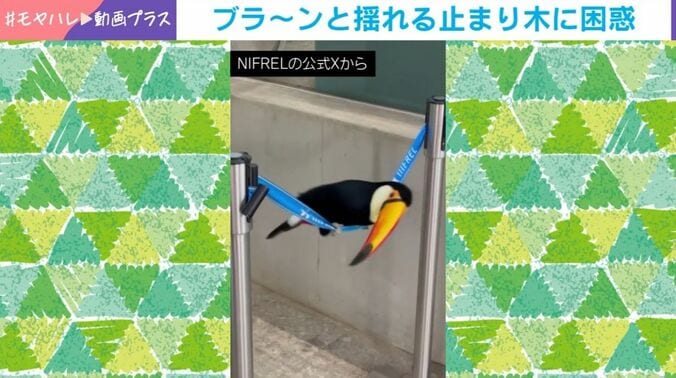 オニオオハシのポンズくん