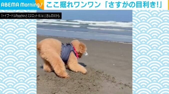 トイプードルのプーチンくん