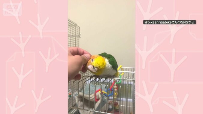 なでられて気持ちよさそう