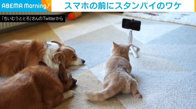 スマホの前で待機する犬と猫 健気でかわいい“まさかの理由”に「お利口さん」「ウルっとします」と絶賛の声 1枚目