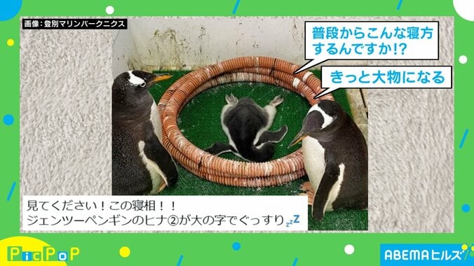 大の字で寝るペンギン