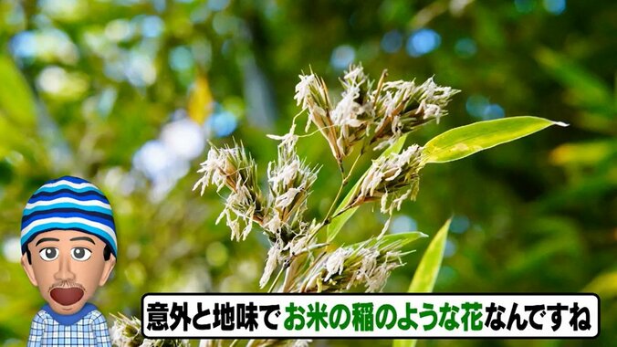 【写真・画像】120年に一度しか咲かない幻の「竹の花」　超貴重映像に視聴者「神秘的」「見ても分からない」と反響　3枚目