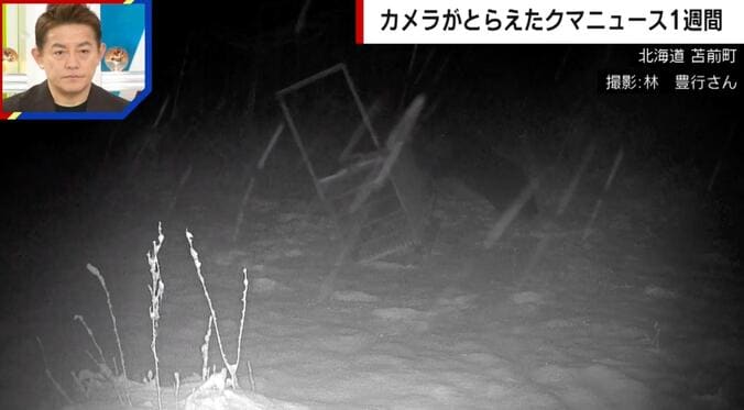 【写真・画像】推定400キロの巨大クマ、箱ワナをなぎ倒す衝撃の一部始終 “仕掛け”を狙った行動か　1枚目