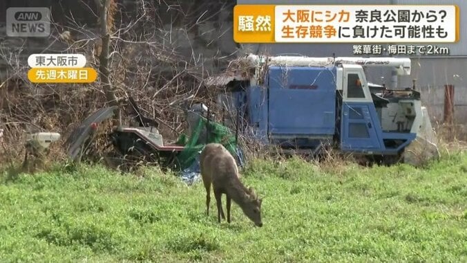 人が近づいても気にするそぶりのないシカ