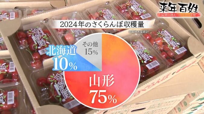 2024年のさくらんぼ収穫量