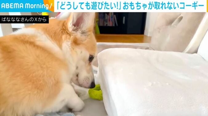 コーギーのあんずちゃん