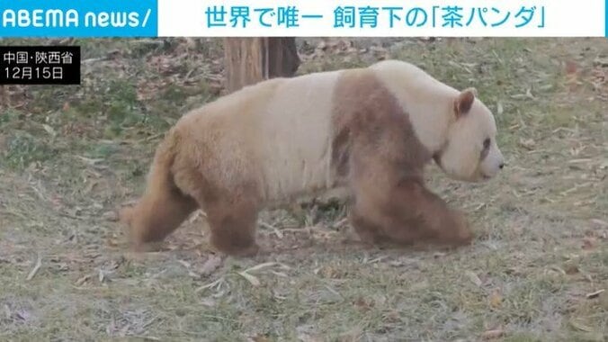 珍しい「茶パンダ」