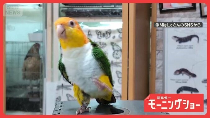 ペタペタ足踏みでレッツダンス！　決めポーズまで完璧　踊るインコさん 1枚目