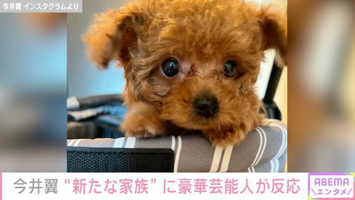 活動休止中の今井翼、“新たな家族”を紹介し可愛いと反響「大きなおめめが翼パパ譲りですね」