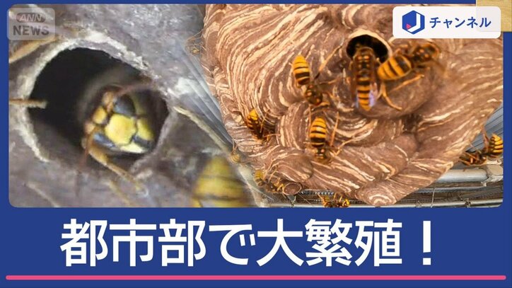 鋭い毒針で命の危険も!人を襲う「都市適応型スズメバチ」正体は?